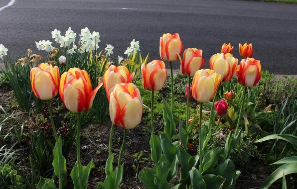 Grass, flowers, tulips, flowerbed, daffodils