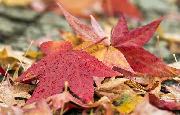 Autumn, leaves, nature