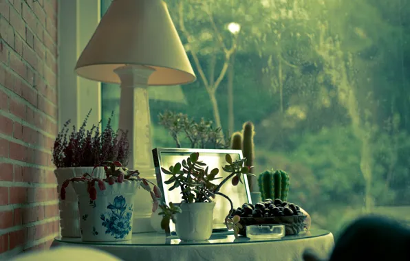 Picture house, Windows, lamp, plants, cactus