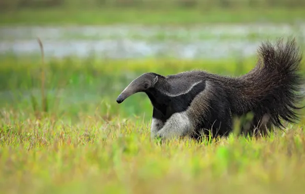 Nature, Brazil, edentates, giant anteater