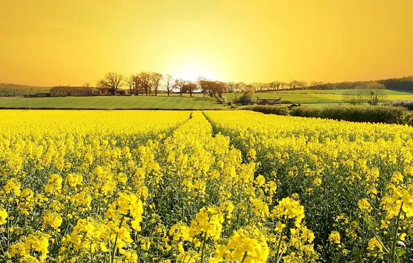 Picture grass, field, nature, flowers