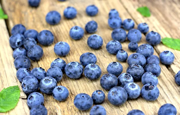 Picture berries, blueberries, fresh, wood, blueberry, blueberries, berries