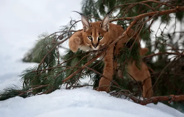 Snow, branches, cub, kitty, lynx, wild cat, Caracal