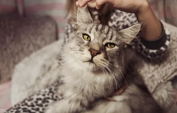 Cat, portrait, Maine Coon