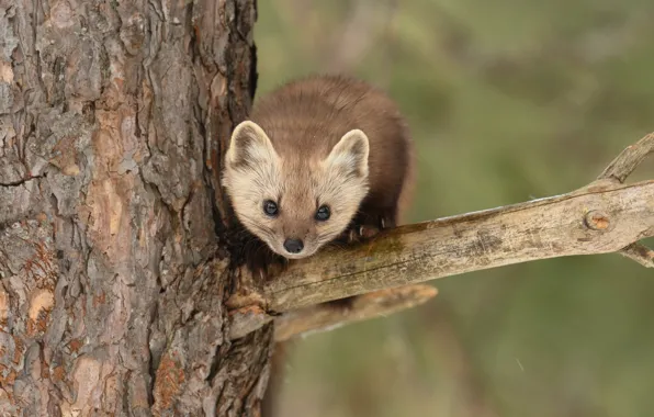 Picture look, tree, branch, muzzle, marten, pine marten