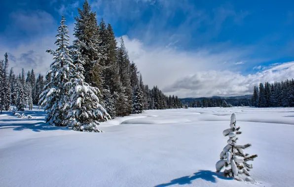 Picture winter, forest, the sky, snow, herringbone