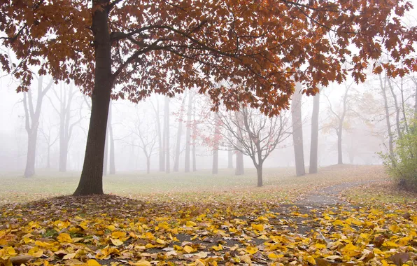 Autumn, forest, trees, branches, nature, fog, Park, tree