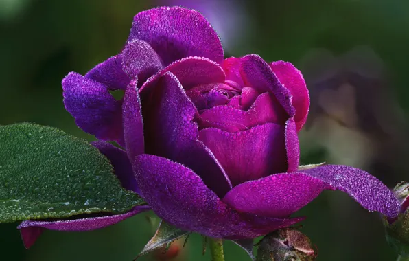 Flower, leaves, drops, macro, rose, petals, Bud, lilac