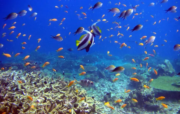Picture fish, corals, underwater world, reef and fish
