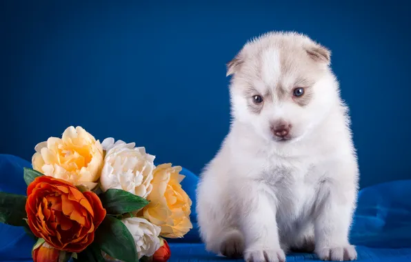 Picture flowers, puppy, husky