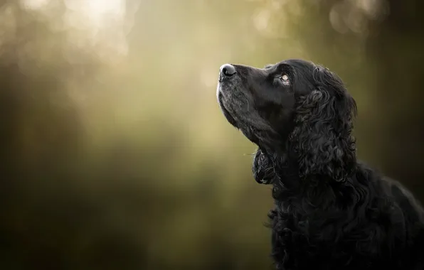 Picture face, background, portrait, dog, profile, bokeh