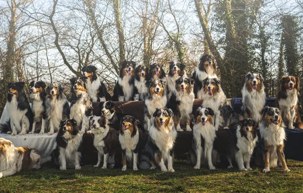 Dogs, light, trees, branches, nature, languages, company, school