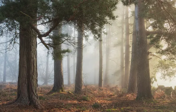 Forest, light, trees, fog, morning, pine, Bor