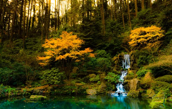 The sun, trees, fish, nature, pond, waterfall, sunshine, trees