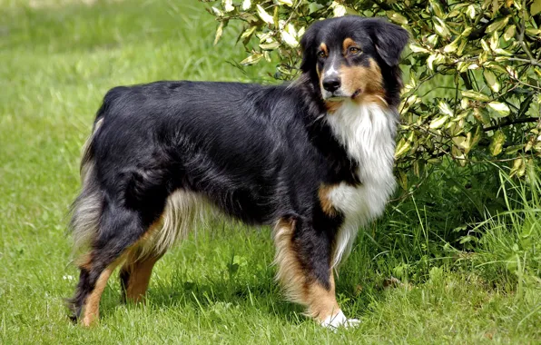 Picture shepherd, herding, Australian