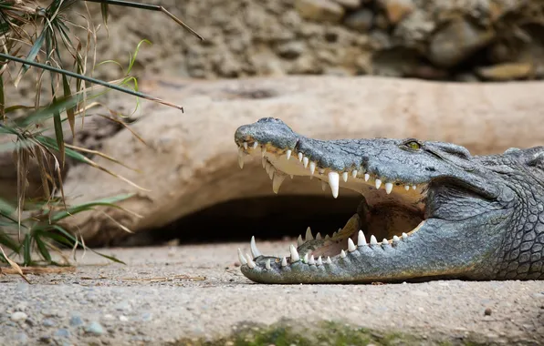 Picture jaw, predator, teeth, crocodile, reptile