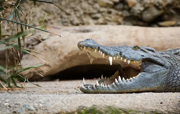 Jaw, predator, teeth, crocodile, reptile