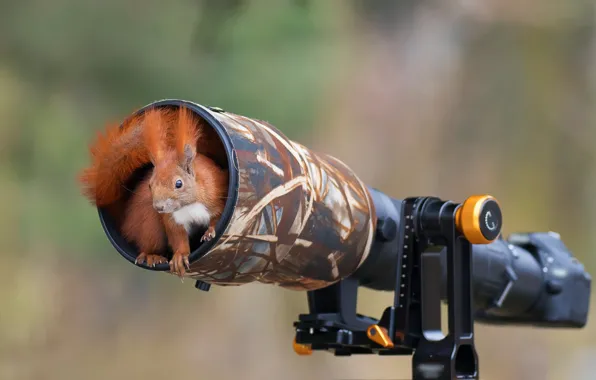 Picture background, camera, protein