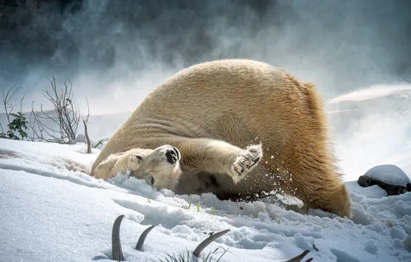 Winter, snow, pose, polar bear