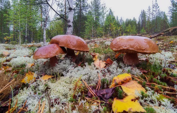 Autumn, forest, foliage, mushrooms