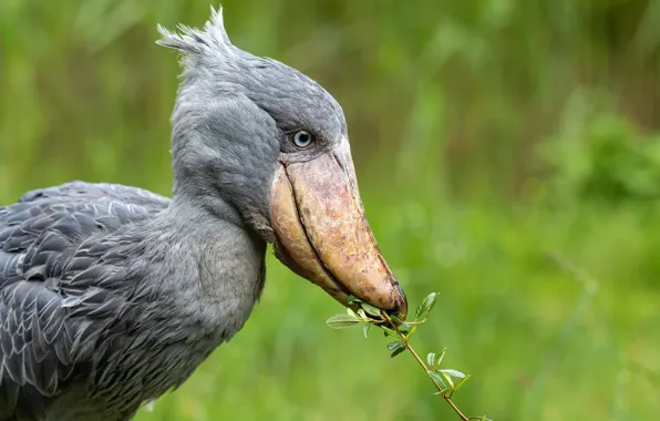 Nature, bird, The shoebill