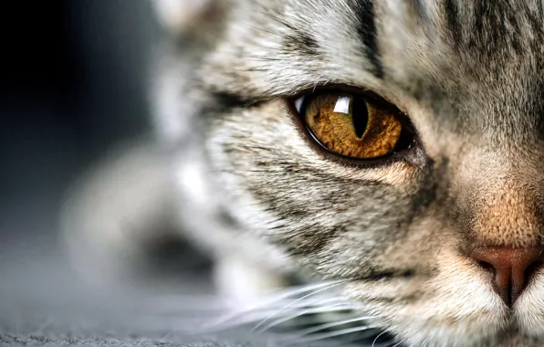 Cat, eyes, cat, look, close-up, eyes, kitty, grey