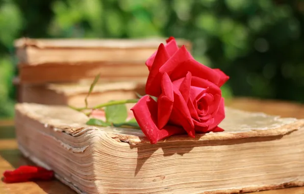 Picture PETALS, RED, MACRO, ROSE, BOOK, PAGE