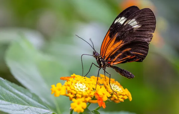 Macro, flowers, nature, butterfly, plant, orange, insect, bokeh