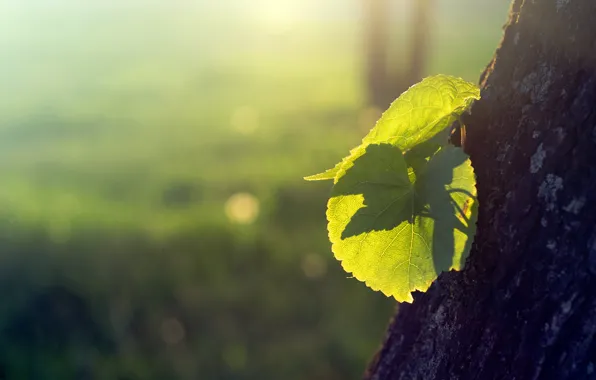 Leaves, the sun, light, nature, tree, Rostock, bark, shoots