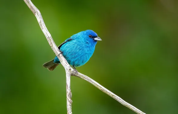 Microsemi, bird, branch, beautiful, bright color