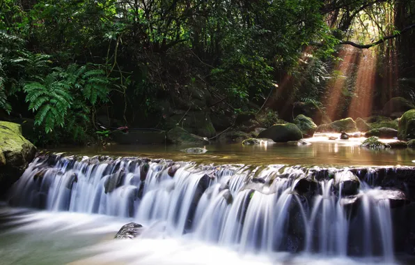 Forest, trees, river, waterfall