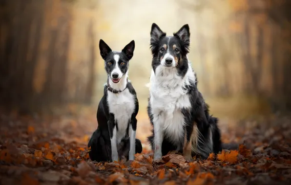 Autumn, dogs, look, trees, Park, together, foliage, pair