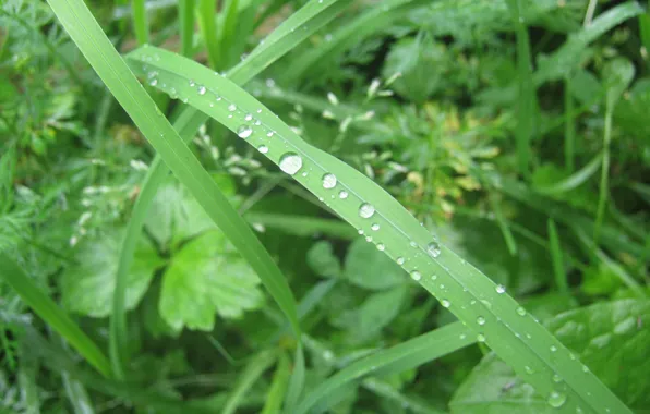 Picture greens, summer, grass, drops, Rosa