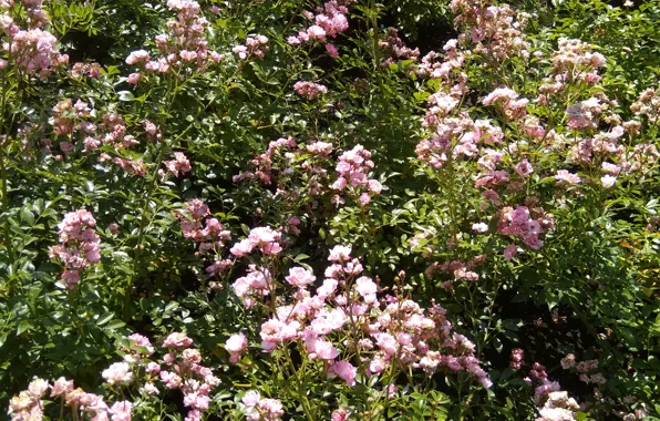 Flowers, roses, flowers, pink flowers, roses, pink roses, pink flowers, pink roses