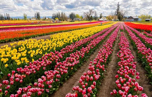 Flowers, spring, dal, tulips, the ranks, plantation