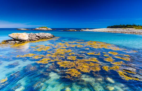 Picture sea, the sky, blue, stone, horizon, reef, coral