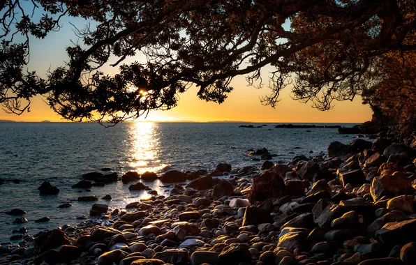 Picture sea, sunset, branches, stones, tree, coast, Bay, New Zealand
