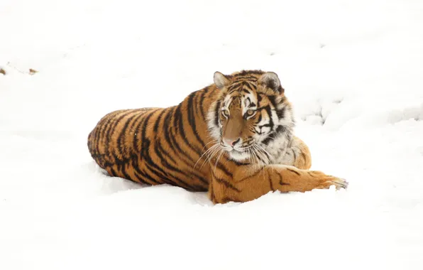 Winter, snow, tiger