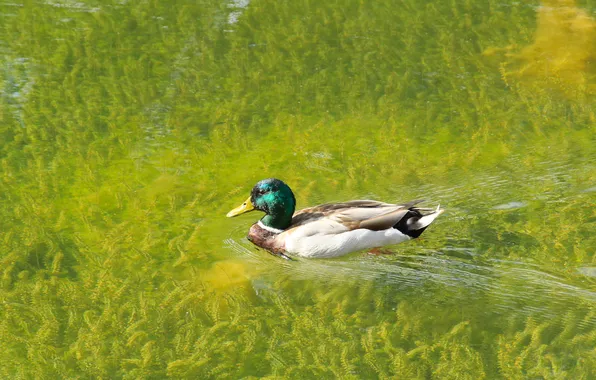 Bird, water, duck, swim