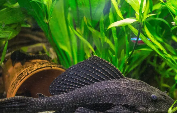 Picture aquarium, black armoured cat fish inside of fish tank, honeycomb signs catfish, catfish
