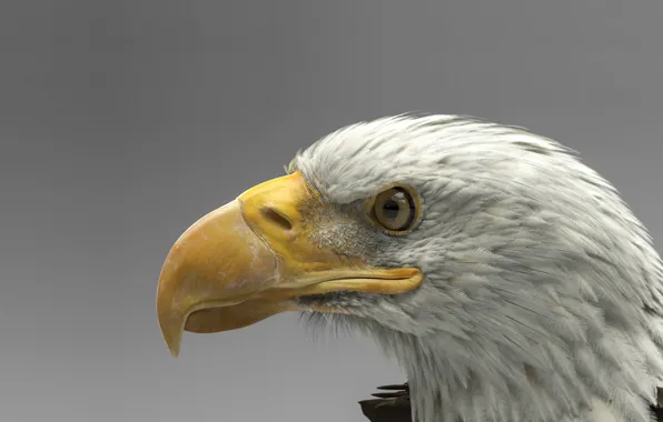 Bird, predator, art, bald eagle, Dmytro Teslenko, Eagle model