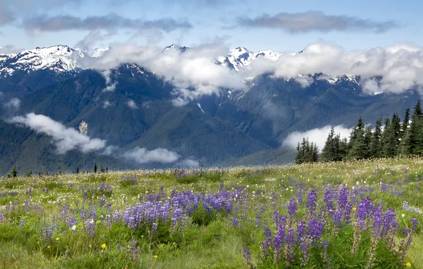 Field, forest, summer, clouds, snow, flowers, mountains, fog