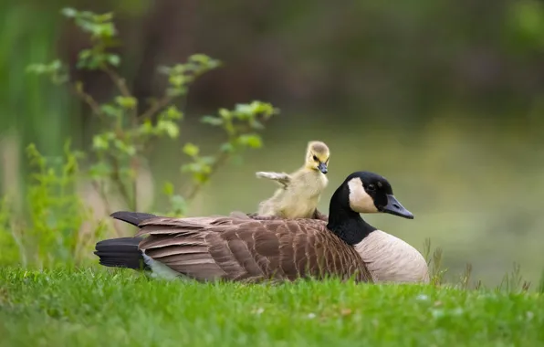 Birds, glade, duck, pair, duck, duck, chick, two