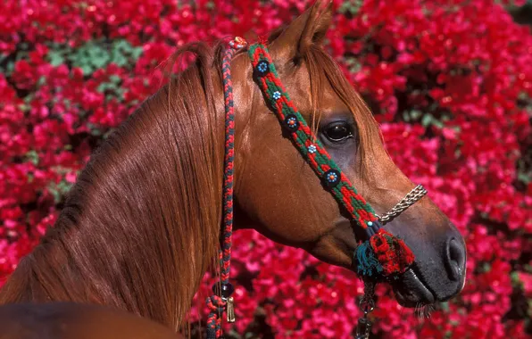 Flowers, red, horse, foliage, horse