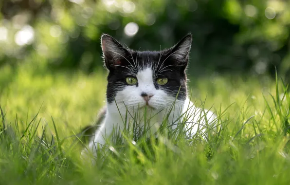 Download wallpaper greens, cat, summer, grass, cat, look, face ...