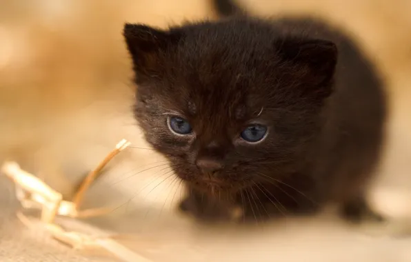 Picture eyes, baby, kitty