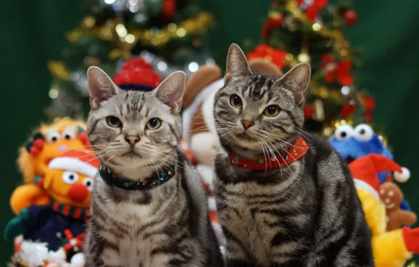 Holiday, cats, Christmas, pair