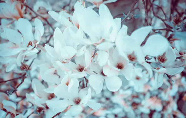 Macro, flowers, pink, branch, spring, petals, white, flowering