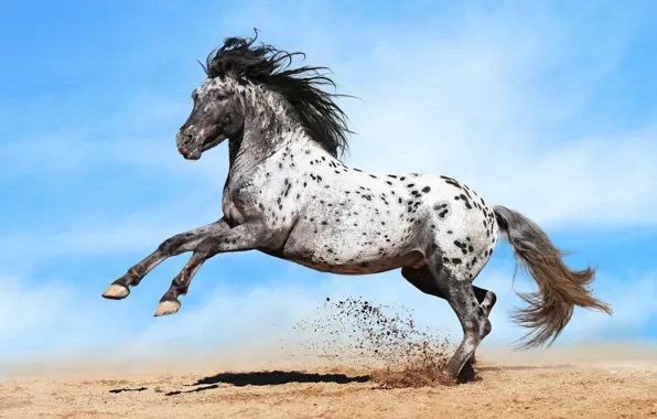Sand, horse, horse, dust