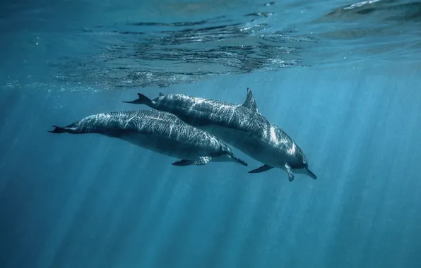 Sea, water, light, glare, pair, dolphins, underwater world, two